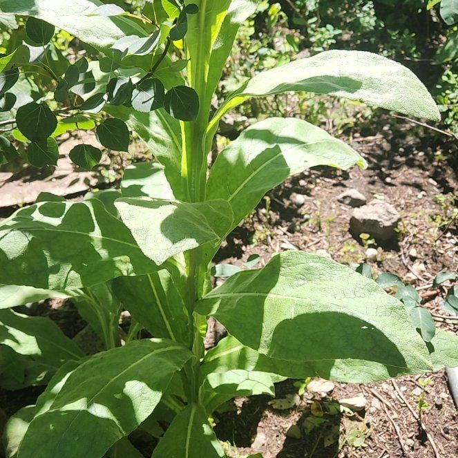 Photo of the plant species Mullein by @SuperbIrishmoss named Orlando Bloom on Greg, the plant care app