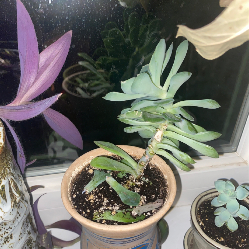 Potted Prolific Echeveria on a windowsill with visible soil and some browning leaves.