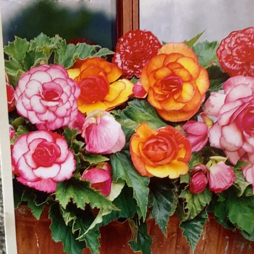 Photo of the plant species Picotee Begonia by @MendoGreenMama named Foxxy on Greg, the plant care app