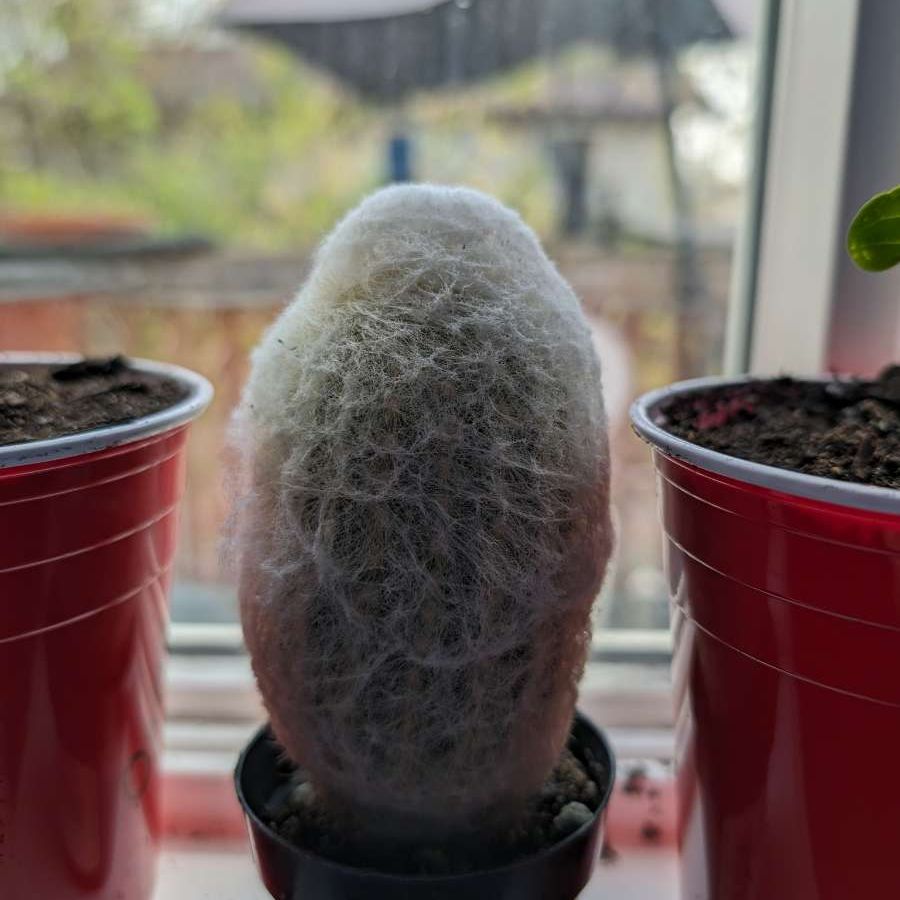Peruvian Old Lady Cactus with dense white spines in a pot, well-centered and in focus.