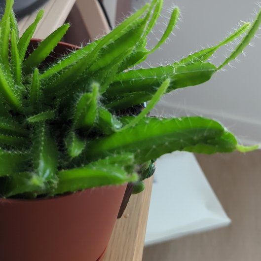 Photo of the plant species Dragon Fruit cactus by @HelperSeadahlia named Fernie Saunders on Greg, the plant care app
