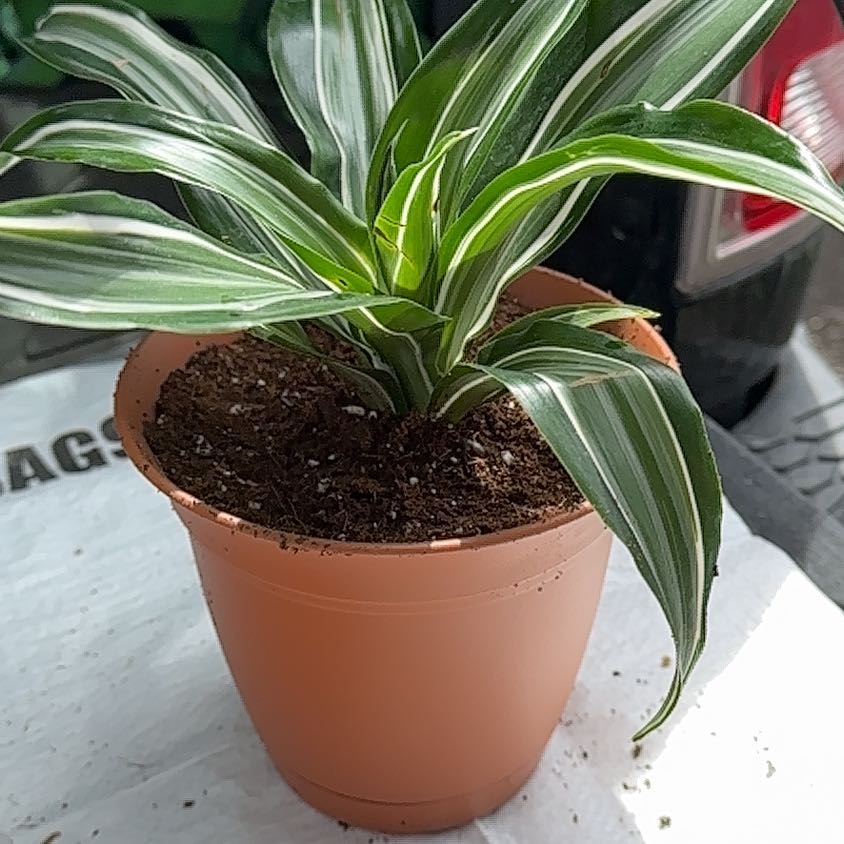 Photo of the plant species Dracaena 'Torch' by @DeftBhutanpine named Athena on Greg, the plant care app