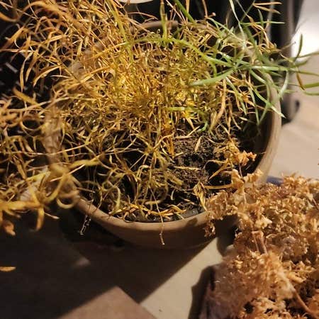 Photo of the plant species Foeniculum Vulgare by @GoldenSwisspine named Duke on Greg, the plant care app