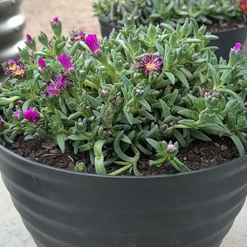 Photo of the plant species Purple Ice Plant by @SlickJerseyfern named Marley on Greg, the plant care app