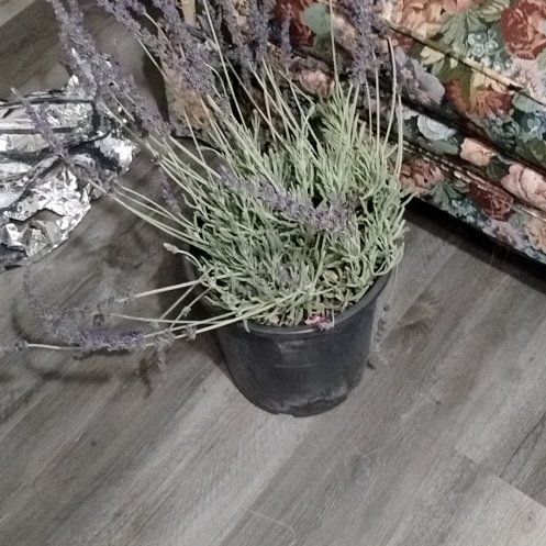 Photo of the plant species Goodwin Creek Lavender by @DandyBacchus named Lavender on Greg, the plant care app