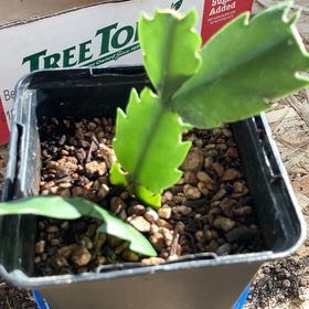 Photo of the plant species False Christmas Cactus by @CutePeterscress named Planty on Greg, the plant care app