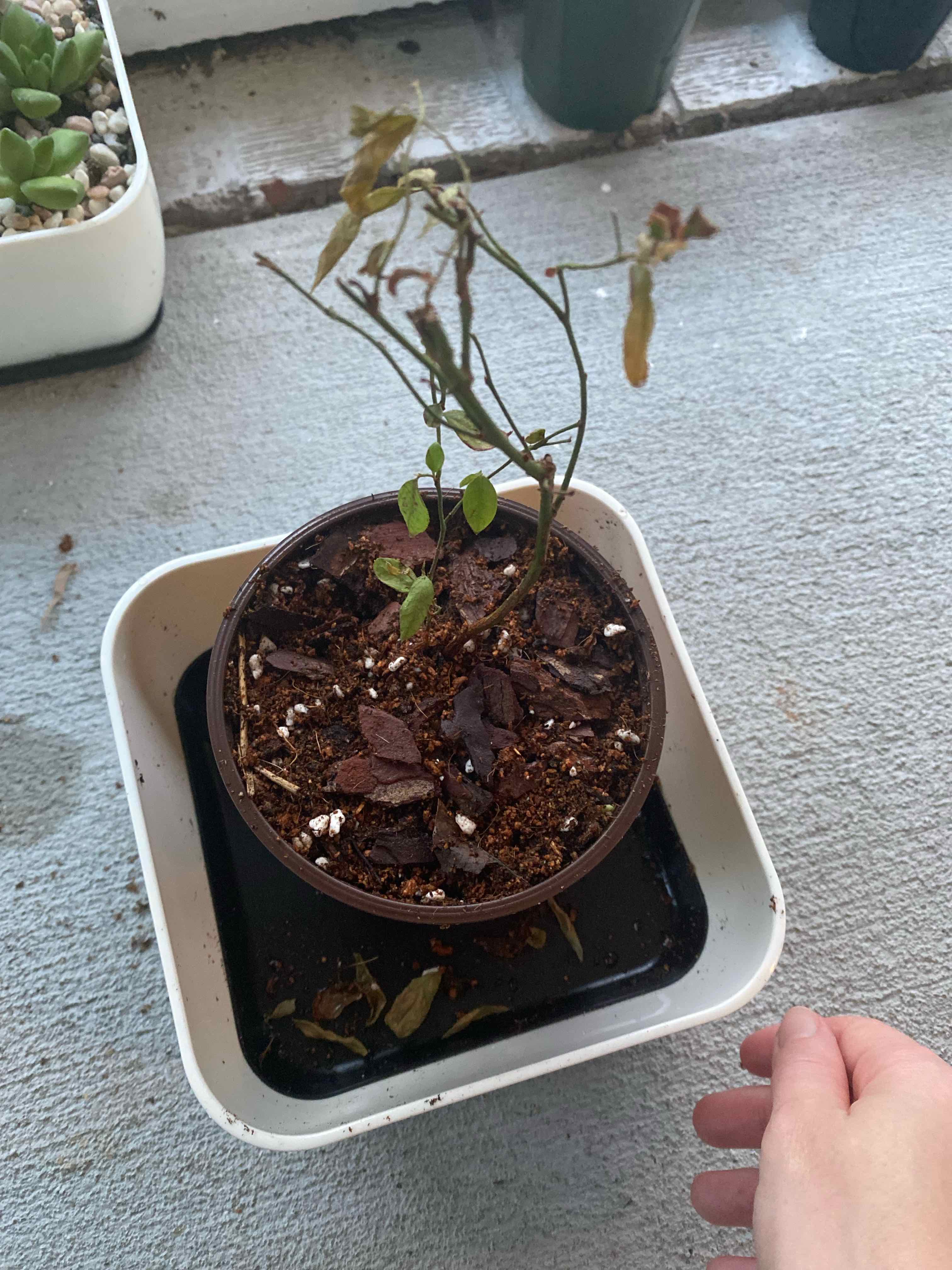 Potted blueberry plant with wilted and discolored leaves. Soil is visible. Hand in lower right corner.