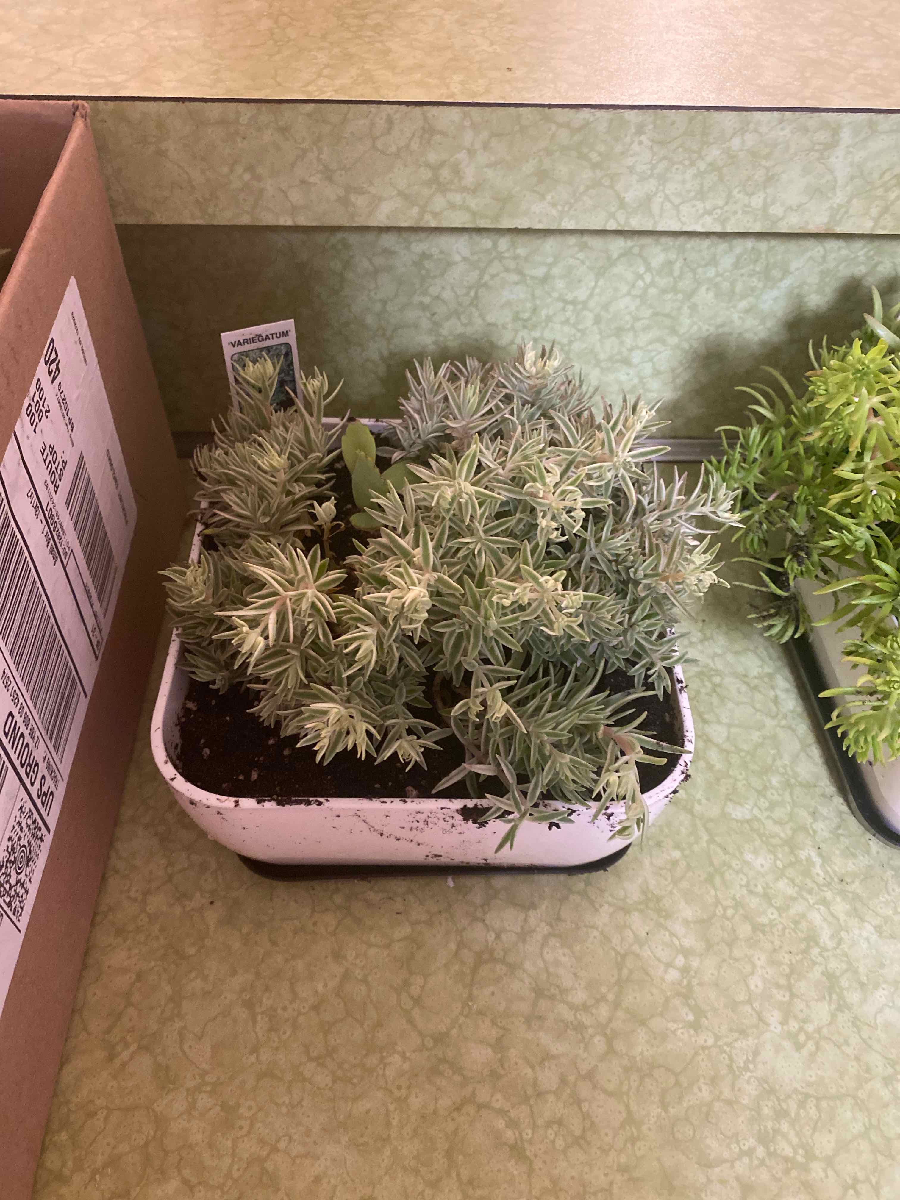 Potted Carpet Sedum plant in a white container, healthy with visible soil.