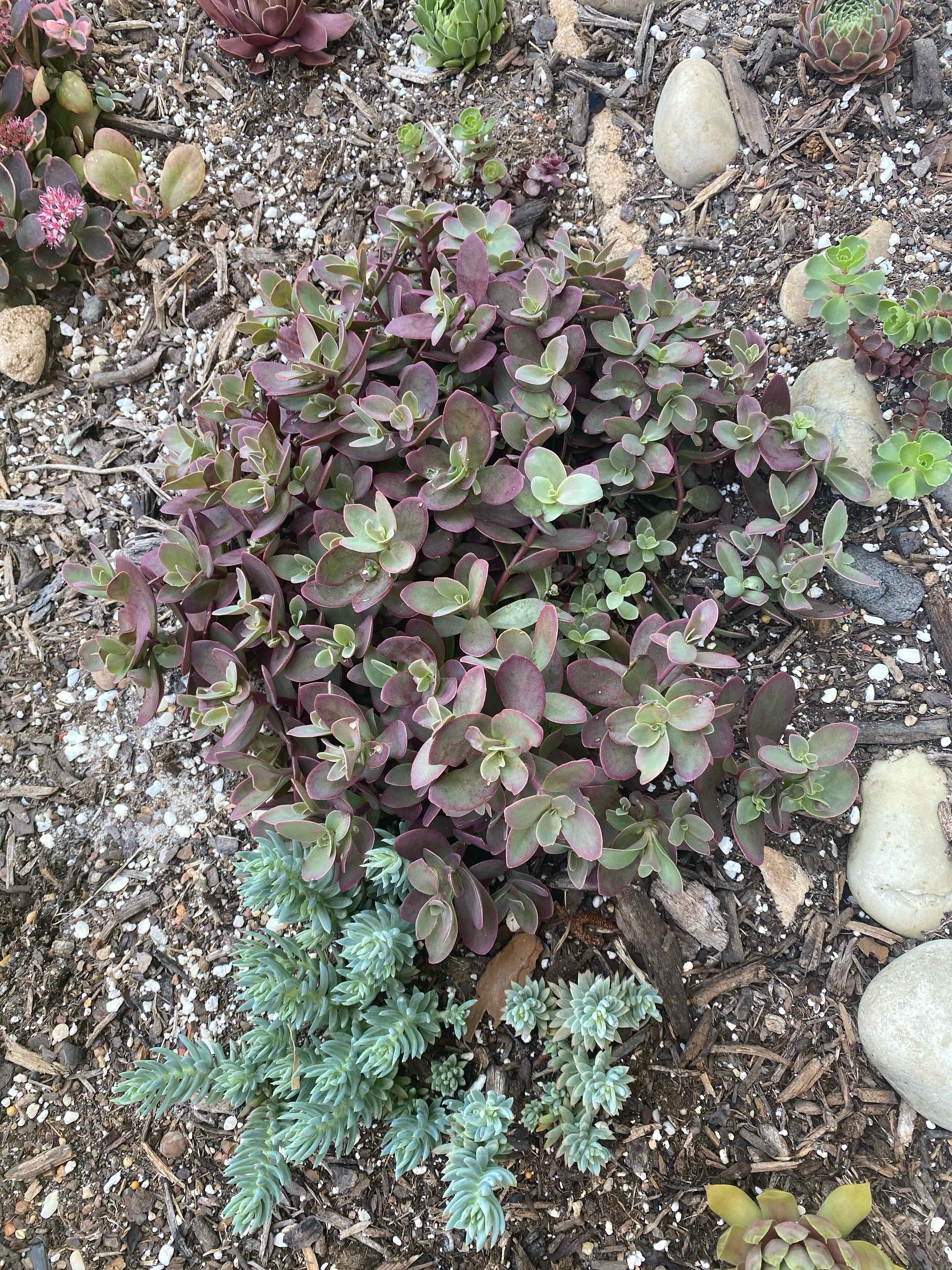 Photo of the plant species Sunsparkler Sedum by @Artonina named Dax on Greg, the plant care app