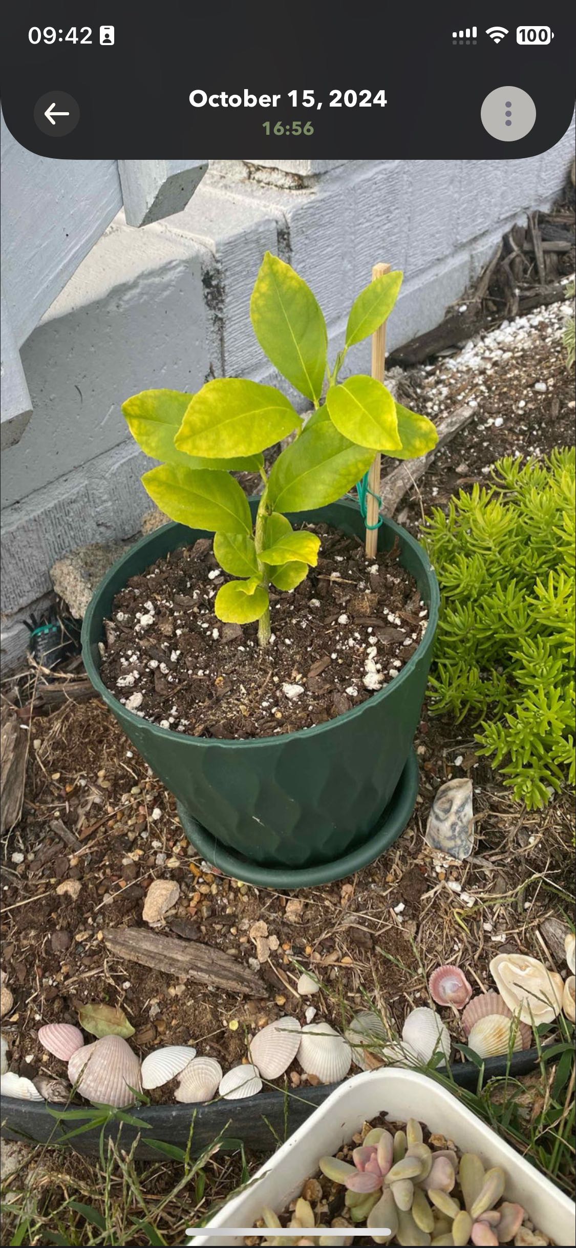 Photo from the post