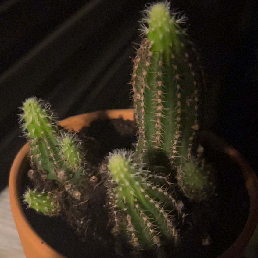 Photo of the plant species Echinopsis 'Ruby Starlight' by @AstonishingRose named Marilyn on Greg, the plant care app