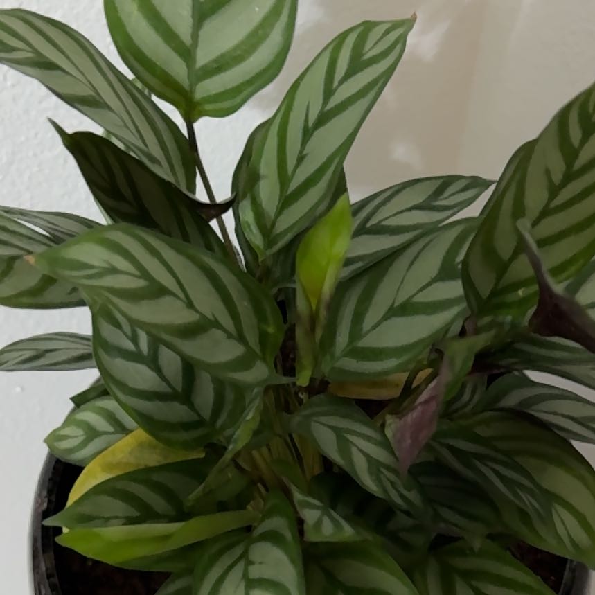 Photo of the plant species Bamburanta Plant by @SpecialDamsii named Frosty on Greg, the plant care app