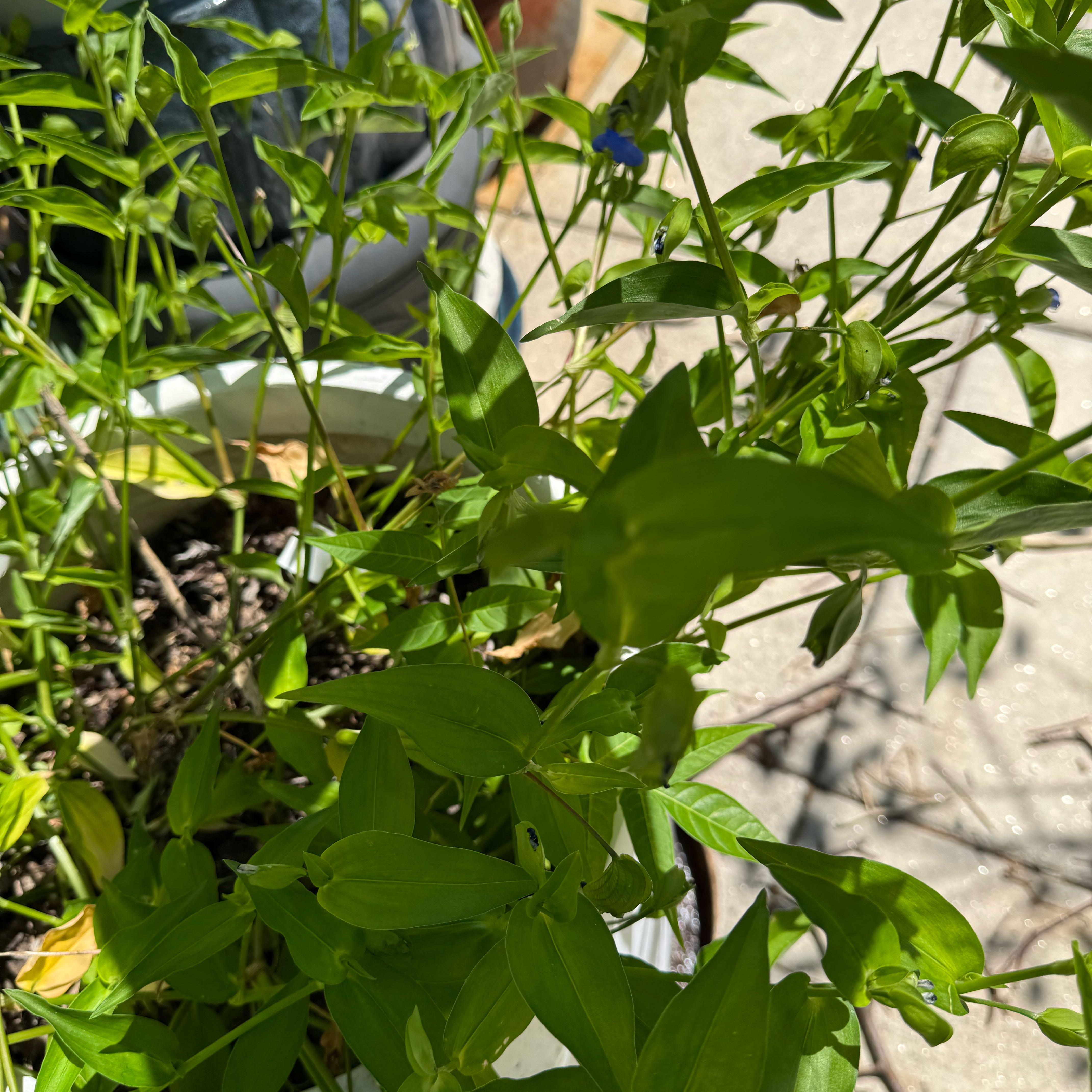 Photo of the plant species Asiatic Dayflower by @LegitIceplant named Leaf Erickson on Greg, the plant care app
