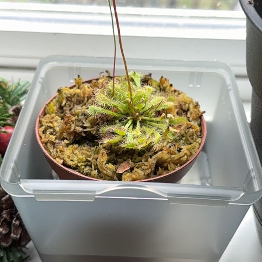 Photo of the plant species Spoon-Leaved Sundew by @TenableRamarama named Huckleberry Fern on Greg, the plant care app
