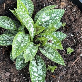 Photo of the plant species Common Lungwort by @ProFicusbonsai named Twinkles on Greg, the plant care app