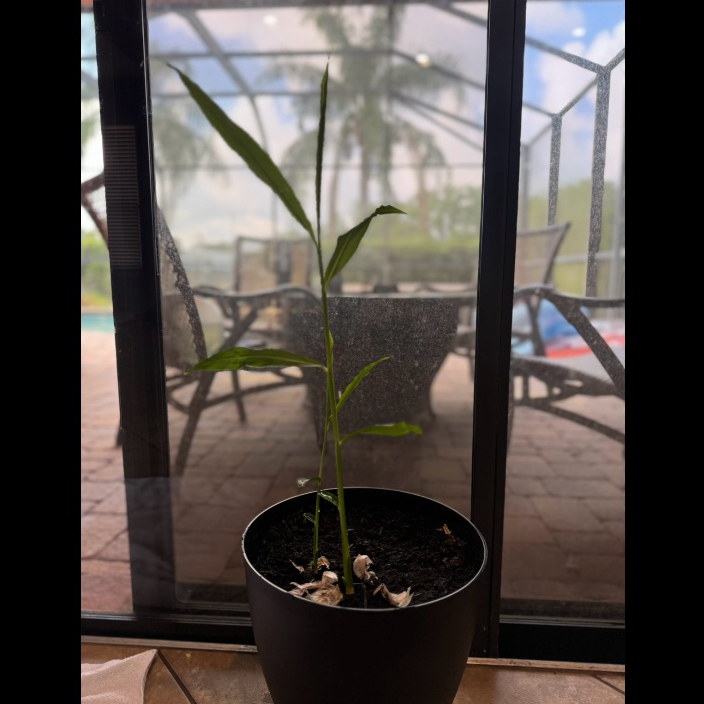 Potted Ginger Root plant indoors near a window, with visible soil and healthy leaves.