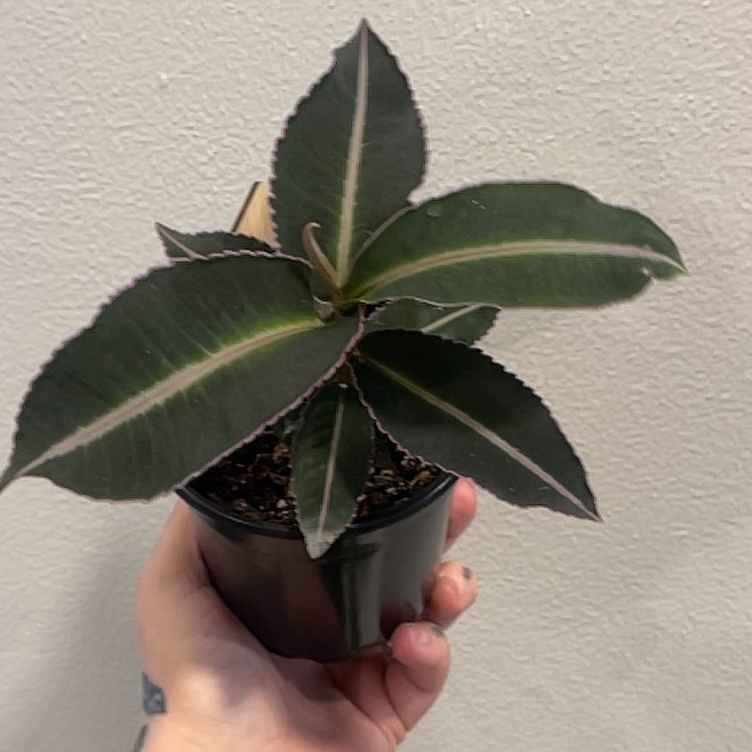 Photo of the plant species Labisia pumila 'Electric Pink' by @GenteelBroccoli named Planty on Greg, the plant care app