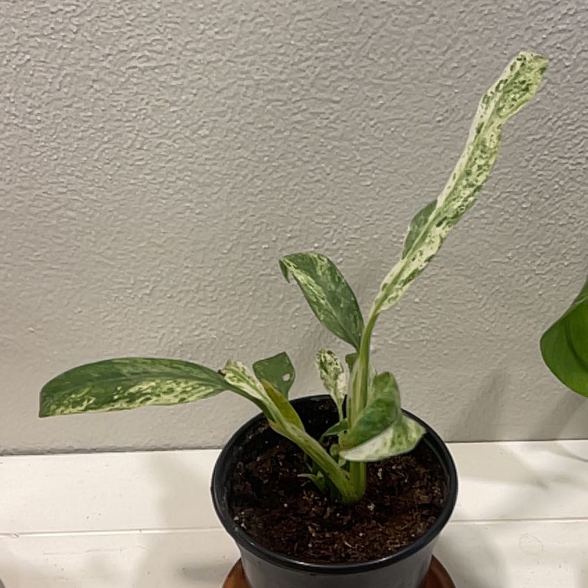 Photo of the plant species Chinese Evergreen 'Silver Queen' by @GenteelBroccoli named McKinley on Greg, the plant care app