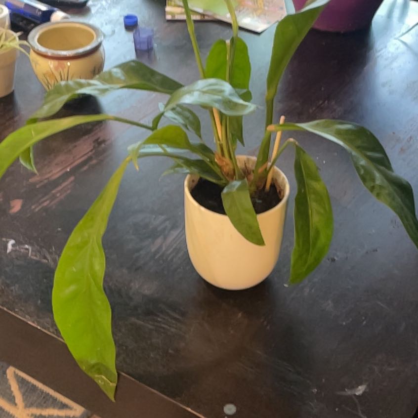 Photo of the plant species Anthurium Jungle King by @GenteelBroccoli named Dolores on Greg, the plant care app