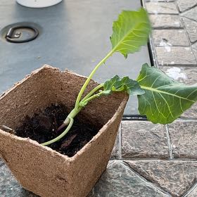 Photo of the plant species Kohlrabi by @Pickle named Maya on Greg, the plant care app