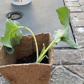 Photo of the plant species Kohlrabi by @Pickle named Maddie on Greg, the plant care app