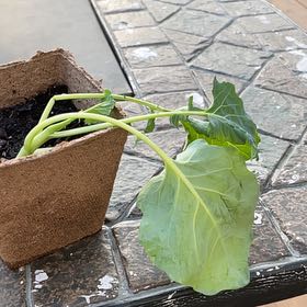Photo of the plant species Kohlrabi by @Pickle named Droops on Greg, the plant care app