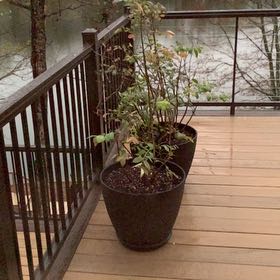 Photo of the plant species Sunshine Blue Blueberry by @StylishCatnip named Blueberry on Greg, the plant care app