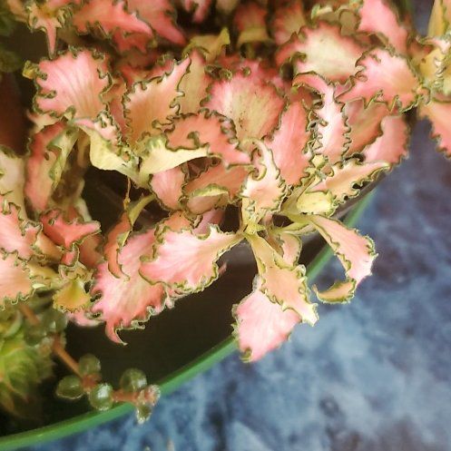 Photo of the plant species Nerve Plant Frankie by @RestfulSkyplant named ☠️Cleopatra on Greg, the plant care app