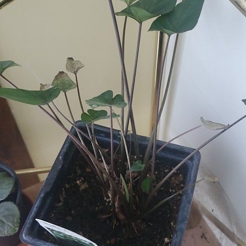 Photo of the plant species Coffee Cups by @RestfulSkyplant named Cuppy on Greg, the plant care app