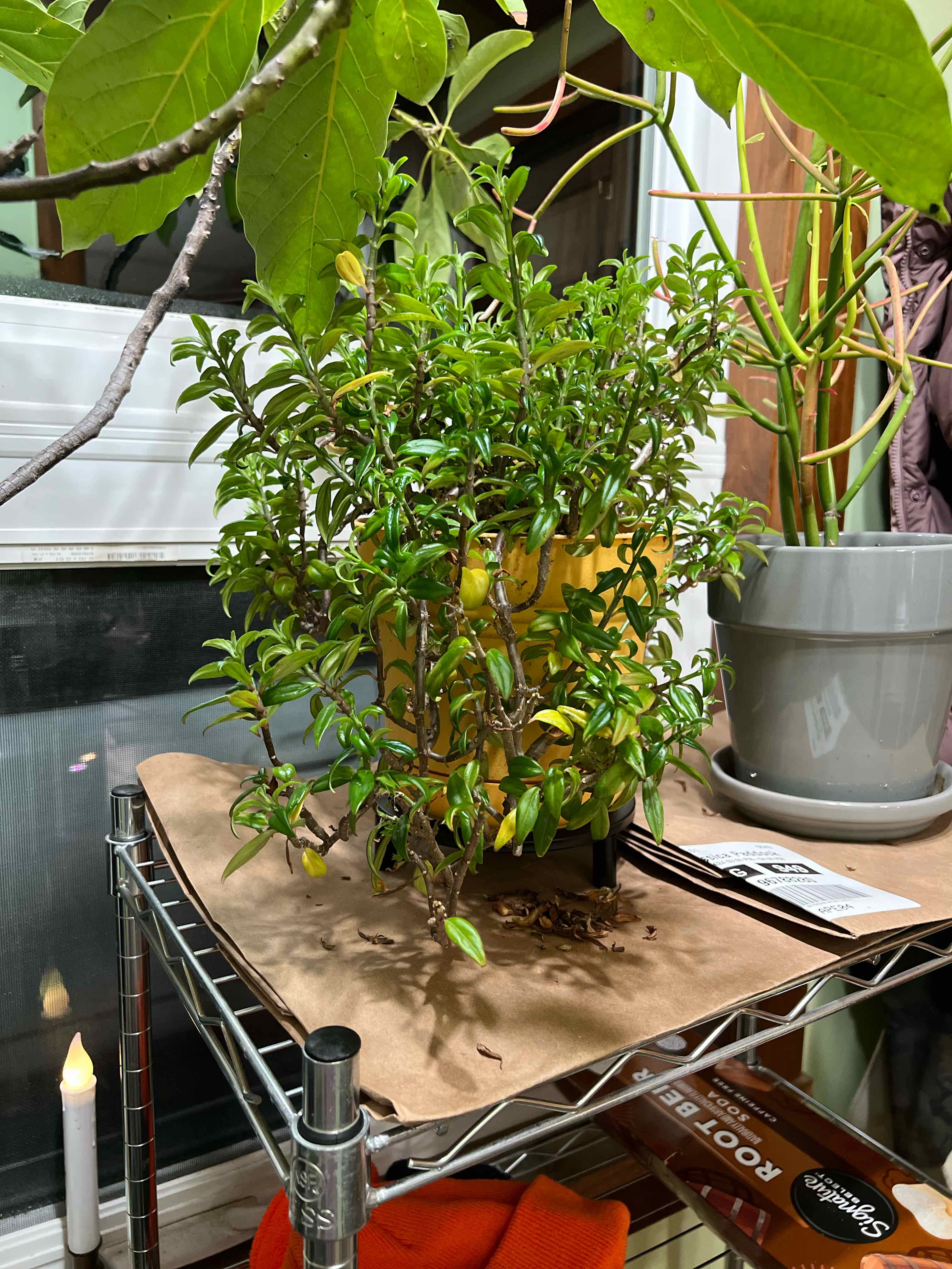 Photo of the plant species Brazilian Firecracker by @badkitten13 named Curly on Greg, the plant care app