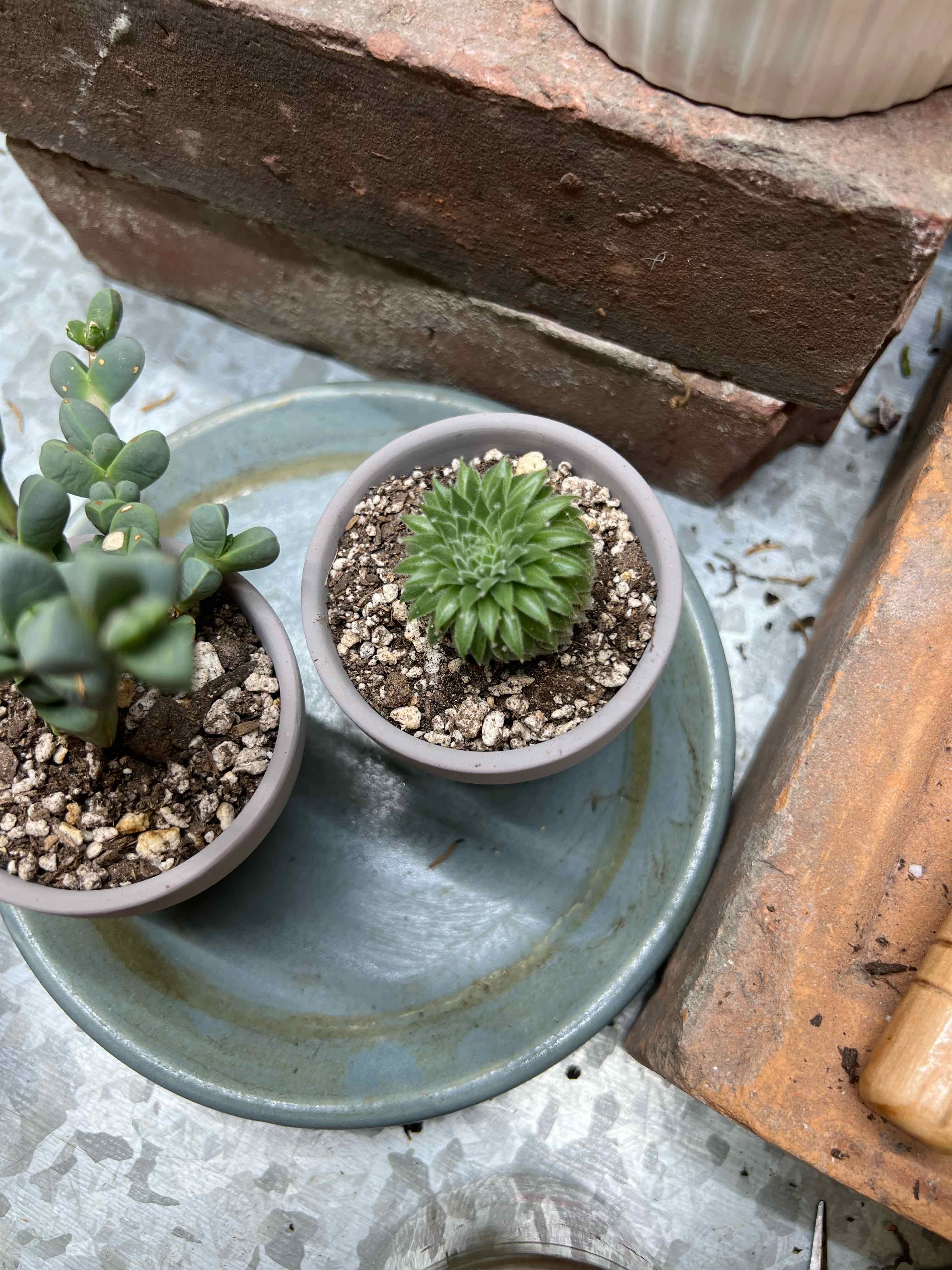 Photo of the plant species Sempervivum Globiferum by @badkitten13 named Ferdinand Mangold on Greg, the plant care app
