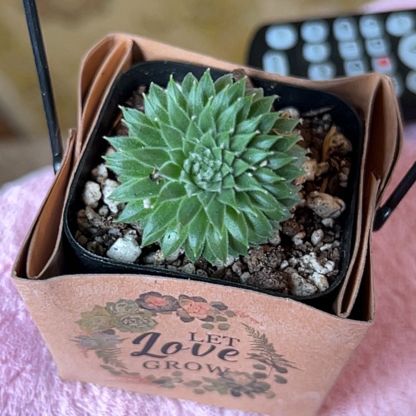 Photo of the plant species Sempervivum Globiferum by @badkitten13 named Ferdinand Mangold on Greg, the plant care app