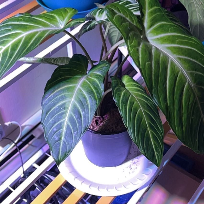 Photo of the plant species Xanthosoma Angel wings by @badkitten13 named Sephiroth on Greg, the plant care app