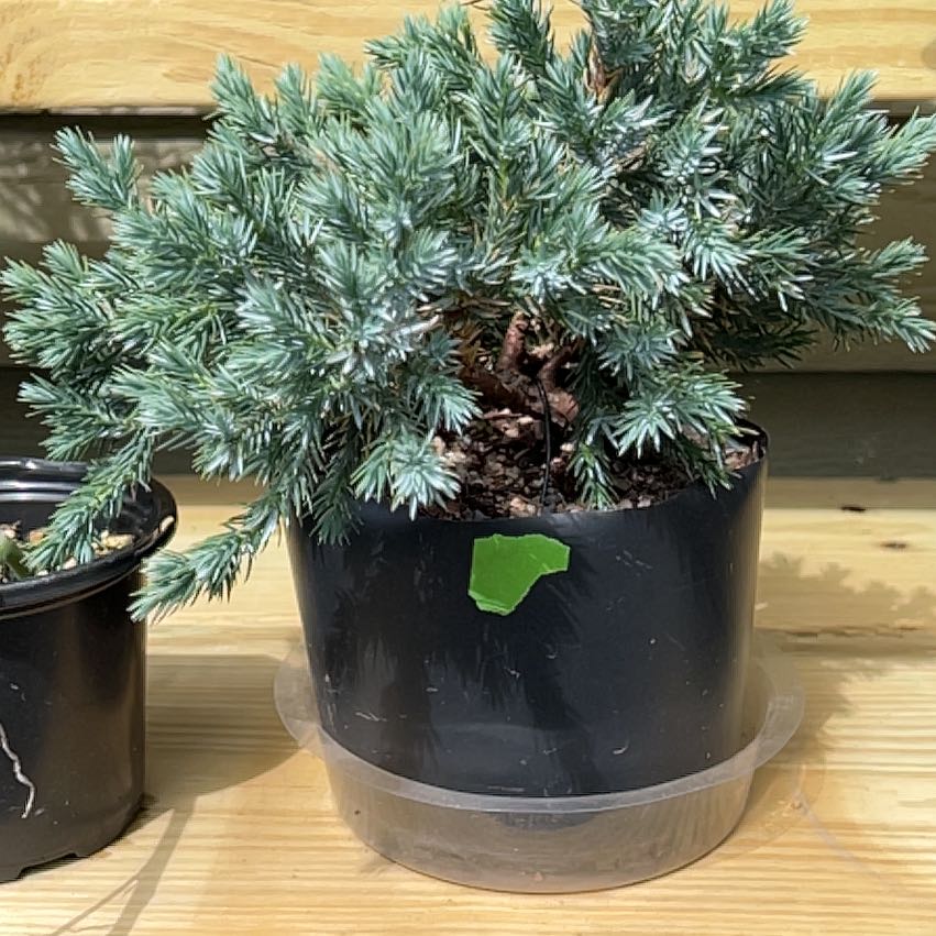 Photo of the plant species Blue Star Juniper by @badkitten13 named June on Greg, the plant care app