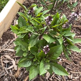 Photo of the plant species African Basil by @ShrewdSoftbrome named Bodhi on Greg, the plant care app