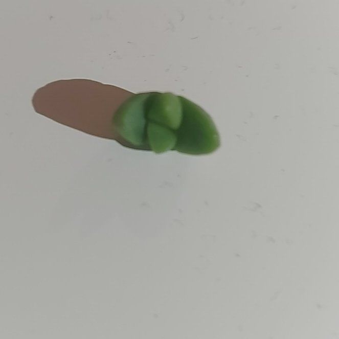 Photo of the plant species Crassula brevifolia by @MellowCuttings named Lavender on Greg, the plant care app