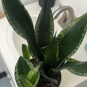 Photo of the plant species White Sansevieria by @Menag named Whitney Houston on Greg, the plant care app