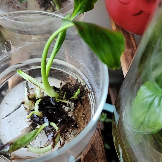 Photo of the plant species Peace Lily by @RealBraincactus named Captain Plant-it on Greg, the plant care app