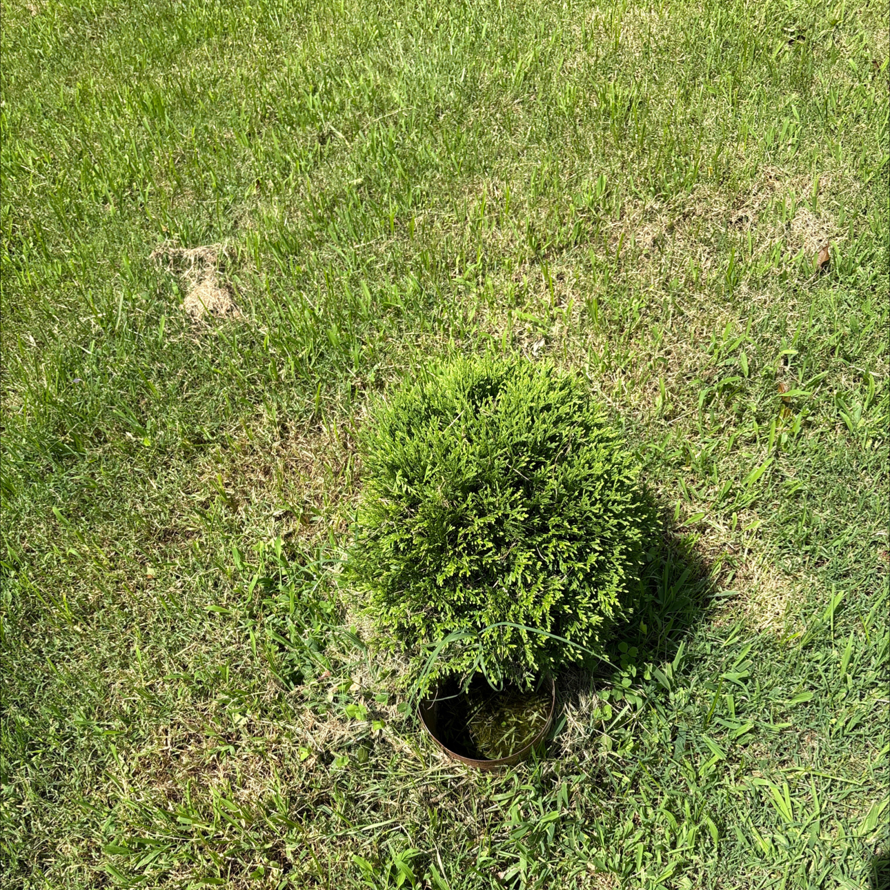 Photo of the plant species Green Giant Arborvitae by @ProudGermanivy named Harry on Greg, the plant care app
