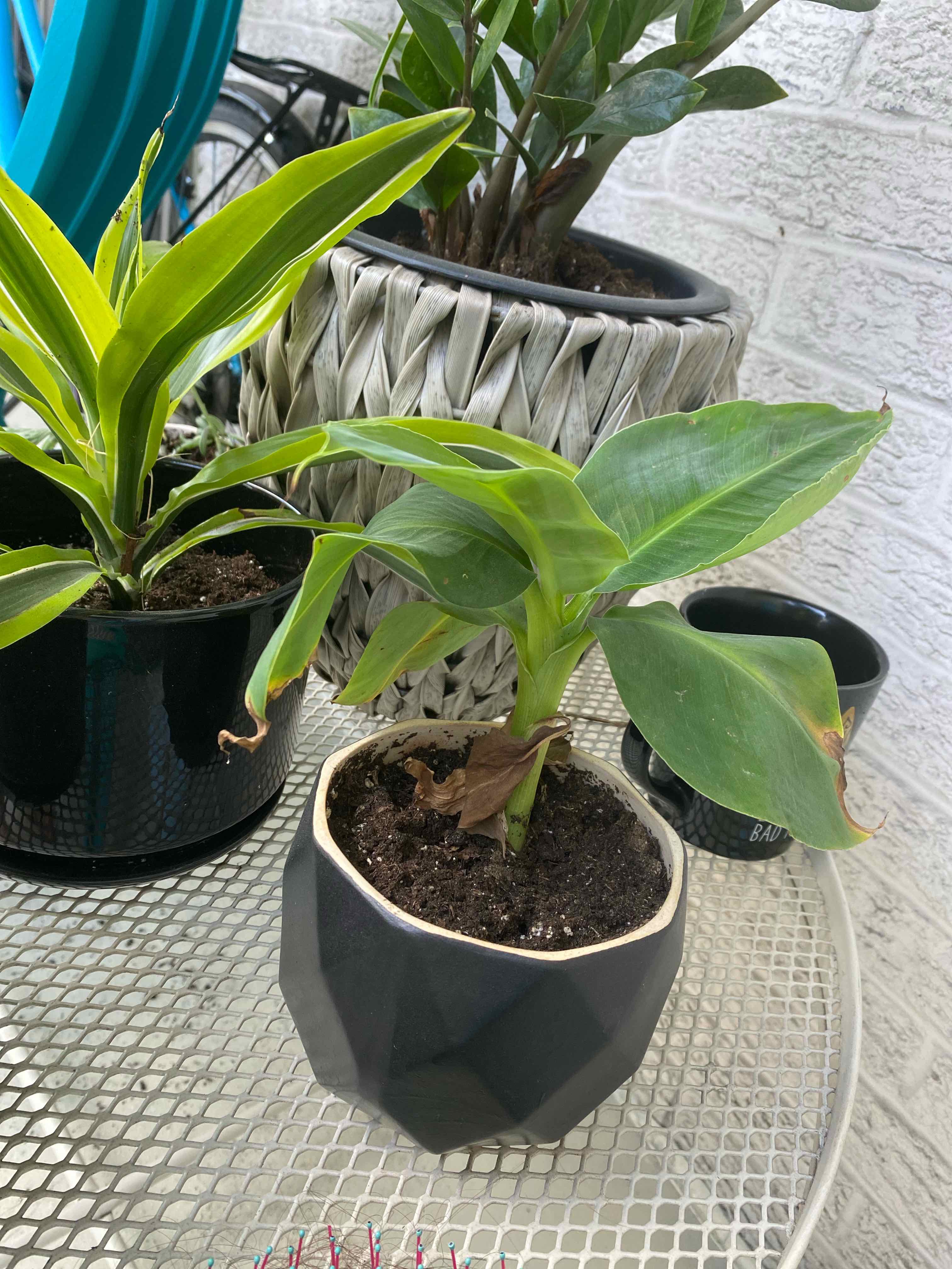 Plant care for Japanese Banana on Greg, the plant care app