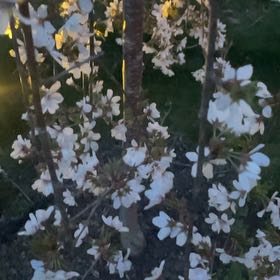 Photo of the plant species Meadow Saxifrage by @SuperiorIcarus named Marley on Greg, the plant care app