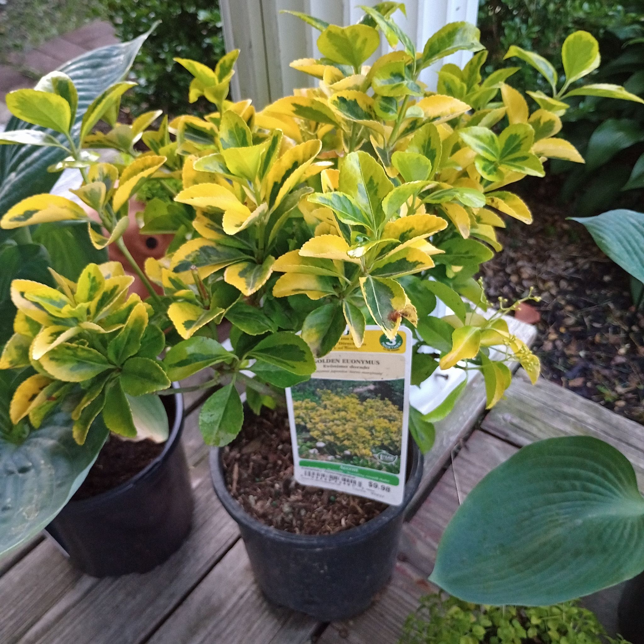 Plant care for Ivy on Greg, the plant care app