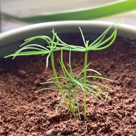 Photo of the plant species Bonzi by @FourstarCentro named Gregarious on Greg, the plant care app