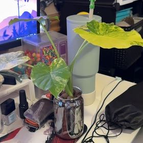 Photo of the plant species Alocasia gageana 'Aurea' by @coolkat0_0 named Kendall on Greg, the plant care app