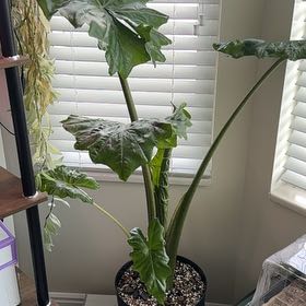 Photo of the plant species Alocasia portadora by @coolkat0_0 named Wall-E on Greg, the plant care app