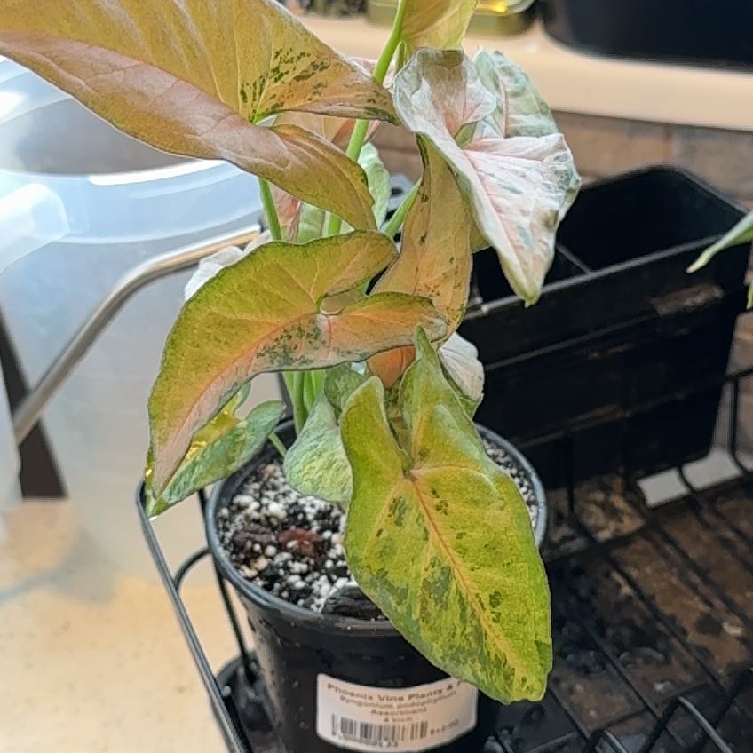Photo of the plant species Pink Flecked Syngonium by @coolkat0_0 named Navajo on Greg, the plant care app