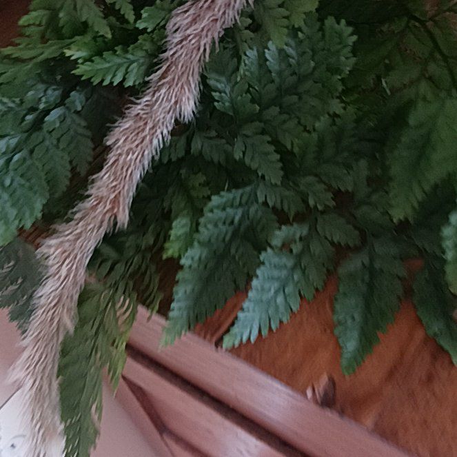 Photo of the plant species Irish Spleenwort by @FullDeathcamas named Delilah on Greg, the plant care app