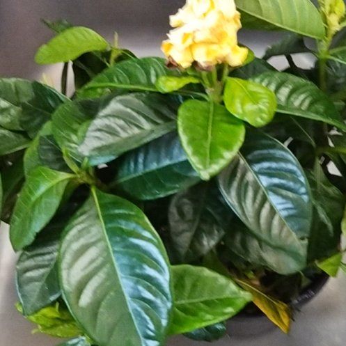 Plant care for Midnight Tryst Hibiscus on Greg, the plant care app
