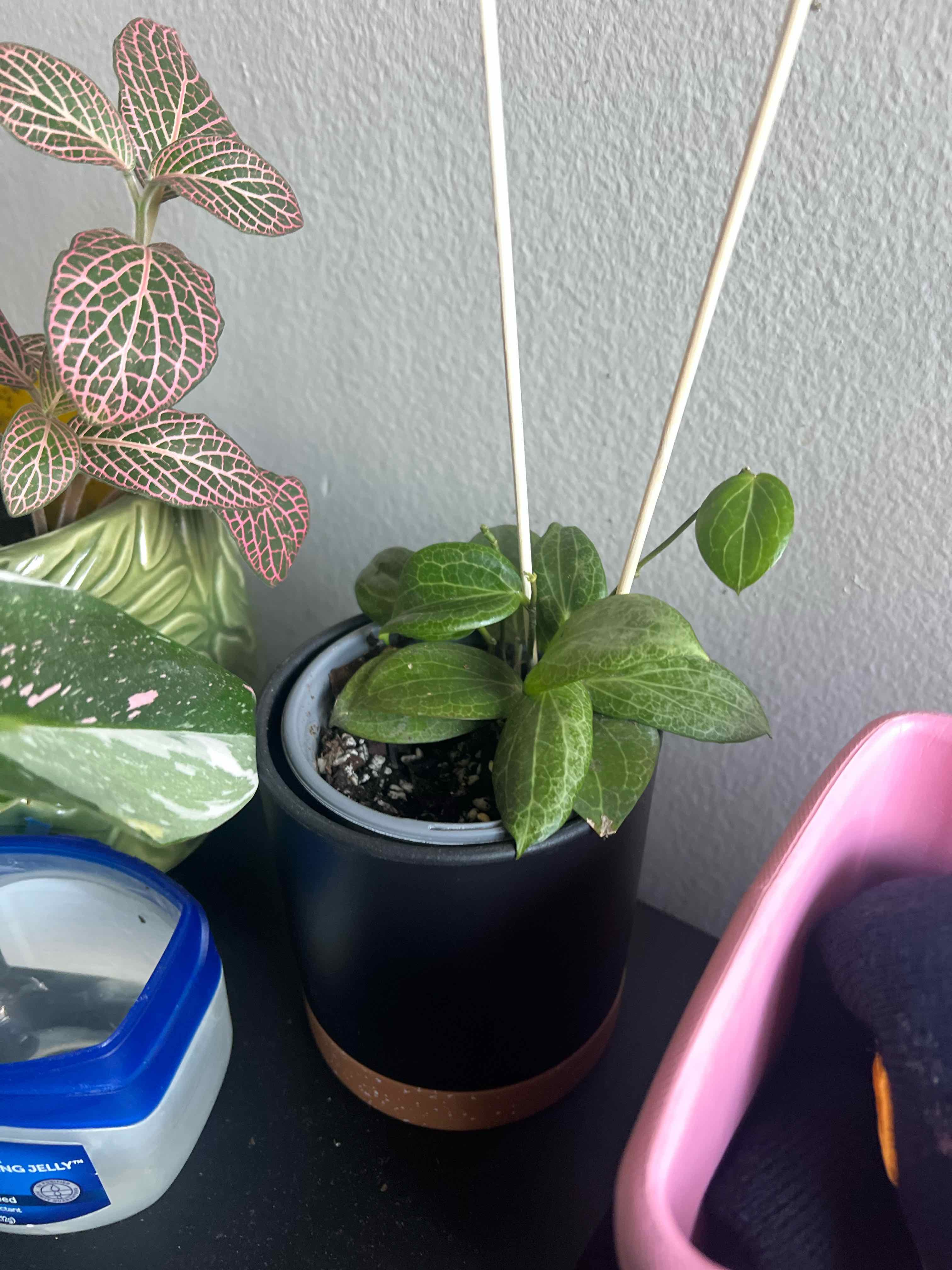 Photo of the plant species Hoya erythrostemma 'Shocking Pink' by @ShiningJuOasis named Taylor Swift on Greg, the plant care app