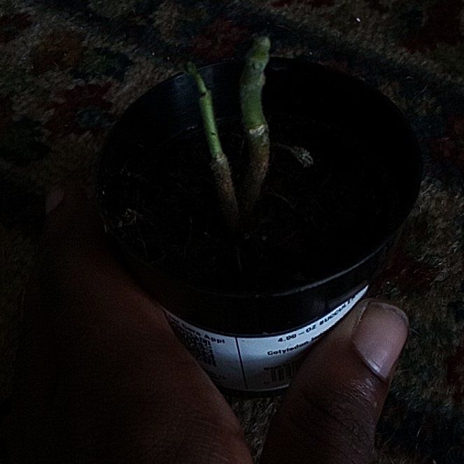 Photo of the plant species Cotyledon tomentosa subsp. ladismithiensis by @GratifiedCosmo named Harper on Greg, the plant care app